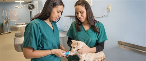 You will provide high quality care to all the pets in the. . Remote veterinary technician jobs